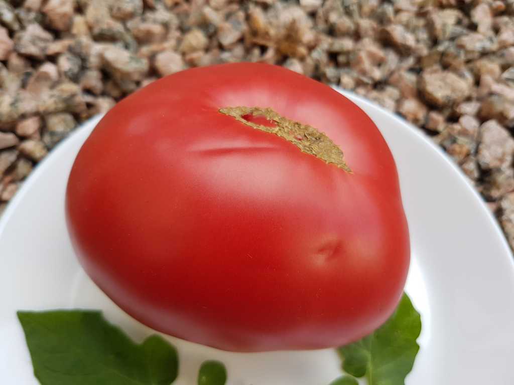 Baba Nina (Gumma Nina)